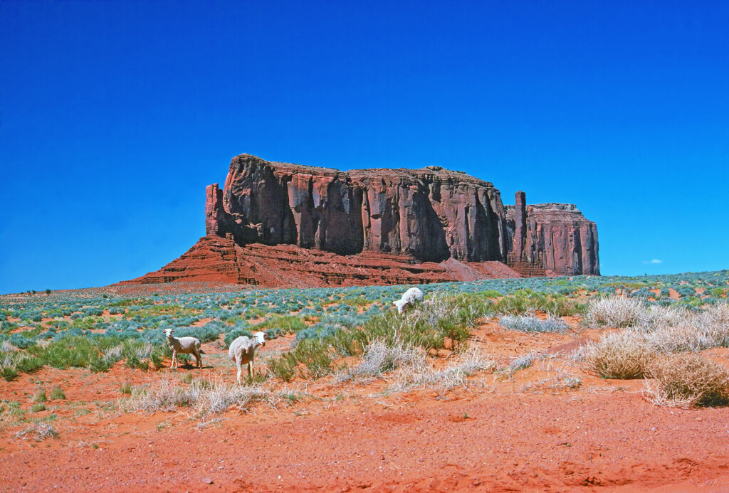 Sheep grazing in Monument Valley, Arizona