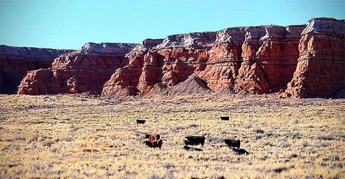 Cows grazing in front of red rock outcrop, Navajo Nation