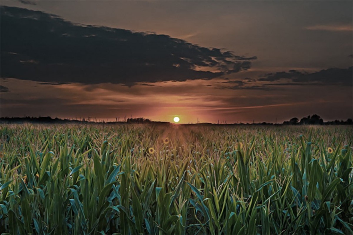 Sunset over farmed crop fields