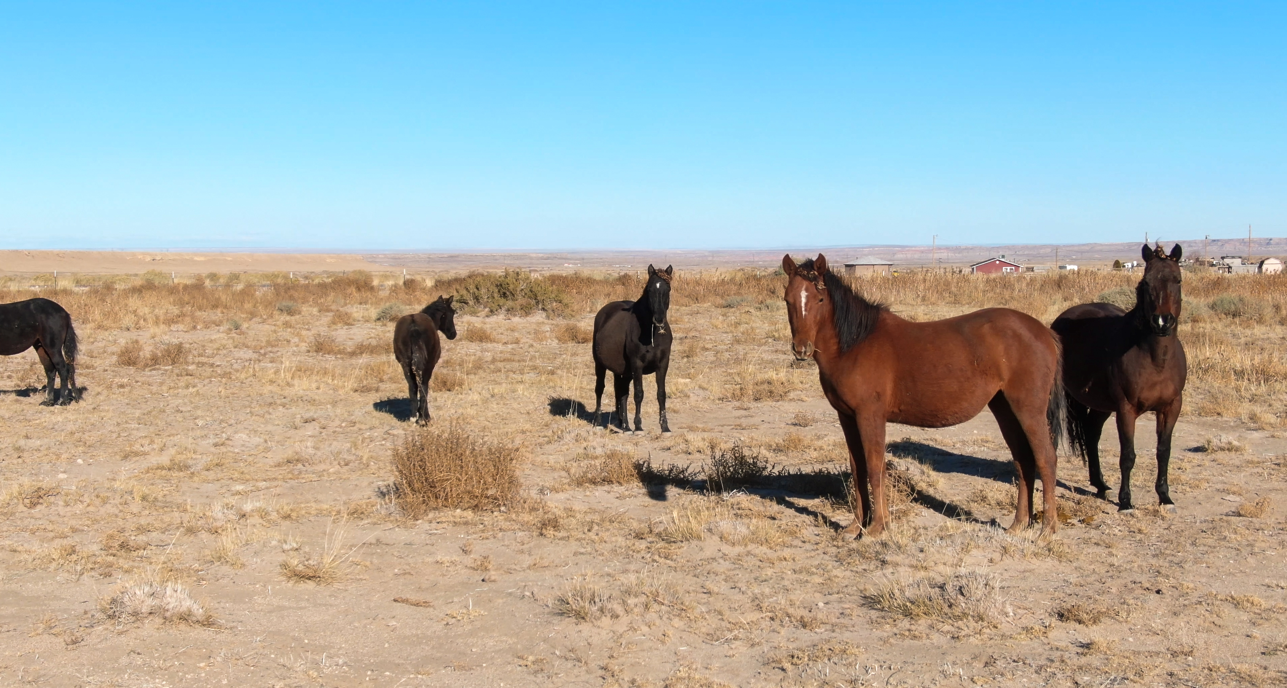 Feral Horses in San Juan County, New Mexico